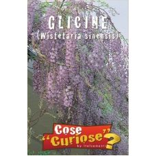 Glicine – Wisteria sinensis 1
