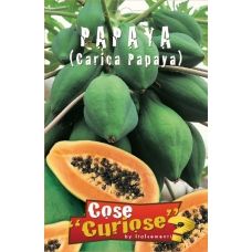 Papaya – Carica Papaya 1
