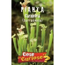 Pianta carnivora – Sarracenia 1