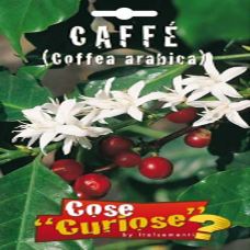 Caffè – Coffea arabica 1