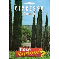Cipresso – Cupressus 1