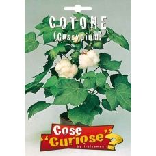 Cotone – Gossypium barbadense 1