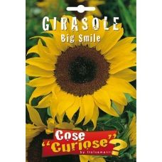 Girasole Big Smile 1