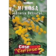 Mimosa – Acacia Delbata 1