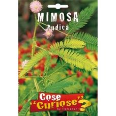 Mimosa Pudica 1