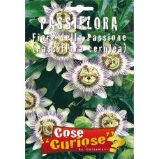 Passiflora – Passiflora Caerulea (Fiore della passione) 1